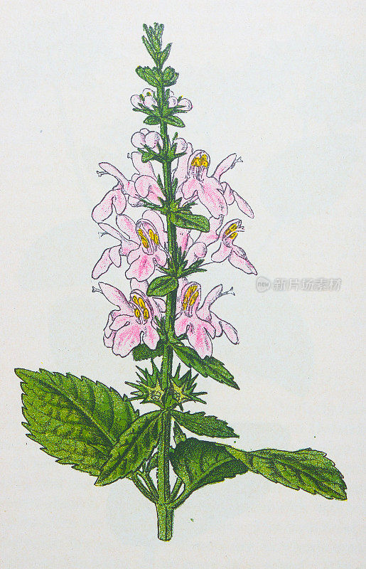 古董植物学插图:伤草，Stachys sylvatica